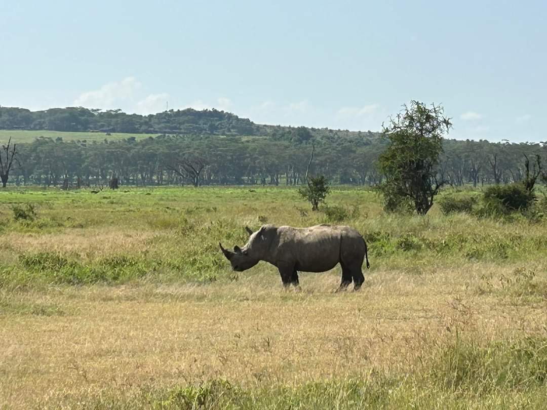 Rhino in Tanzania landscape